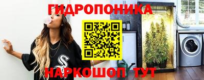 шишки Лесной